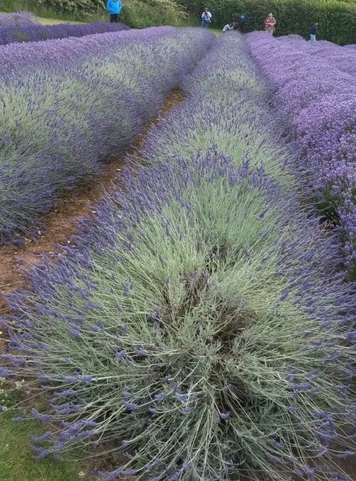 The Sense of Smell, Oxytocin and Aromatherapy Essential Oils